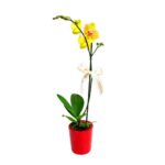 Orquídea