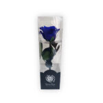 Rosa azul preservada mediana