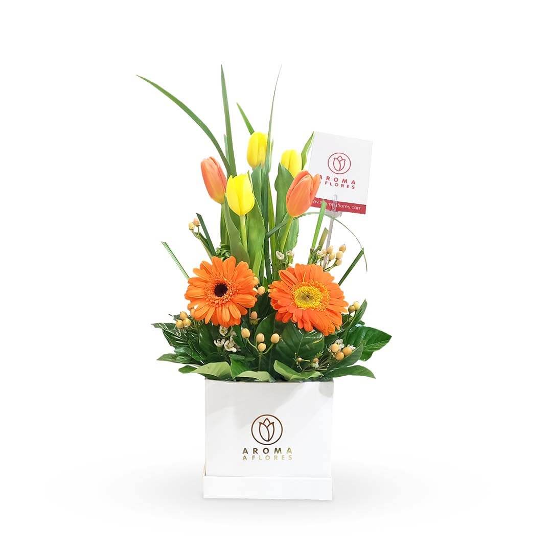 Box Tulipanes Primavera