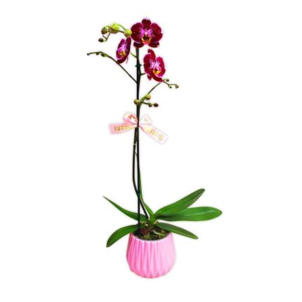 Orquídea