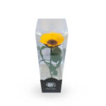 Girasol preservado