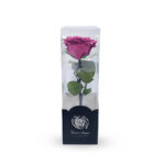 Rosa fucsia preservada mediana