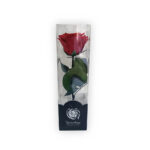 Rosa roja preservada mediana